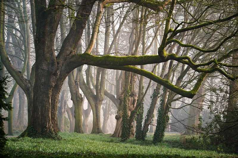 Fairy-tale Meadow