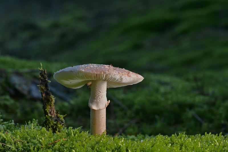 Forest Floor Rug
