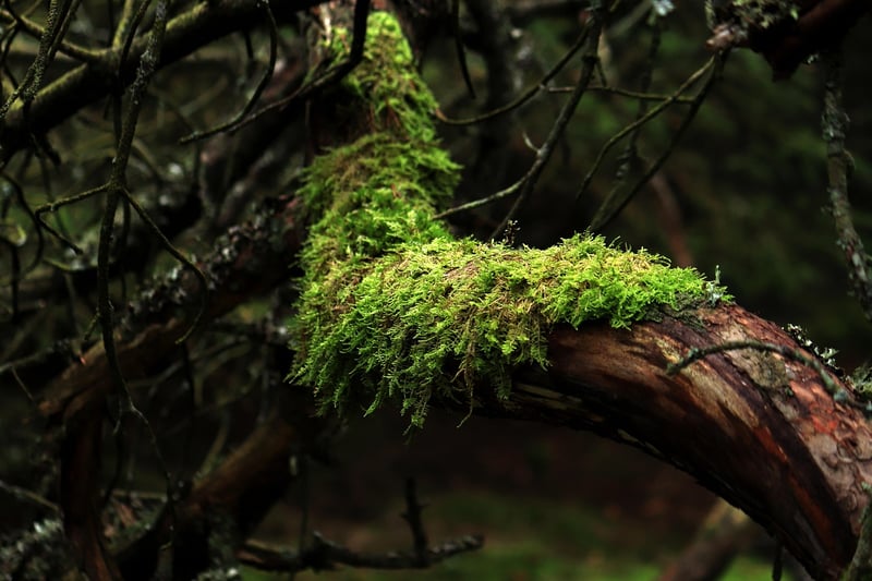 Tree Branch Wall Art